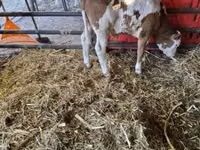 Bull, Cattle — photo 2
