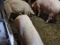 सूअर (लॉट, लिंग निर्दिष्ट नहीं), सूअर — फ़ोटो 2