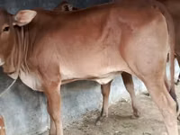Kuh, Brahman — Foto 2
