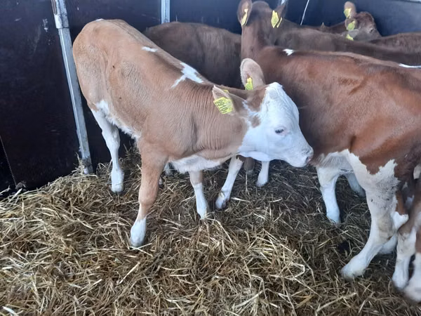 公牛, Simmental cattle