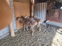 Brebis, Moutons — photo 4