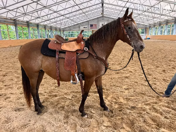 Jument, Appaloosa