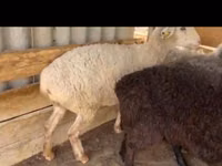 Schafe (Partie, Geschlecht nicht angegeben), Kazakh fat-tailed coarsewool sheep — Foto 3