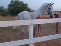 Mare, Orlov Trotter — photo 3
