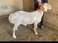 Widder, Arashan sheep — Foto 1
