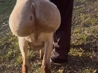 Sheep, Arashan sheep — photo 2