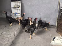Chickens — फ़ोटो 1