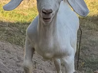 Billy Goat, Russian White goat — photo 1