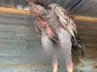 poules Shamo — photo 1