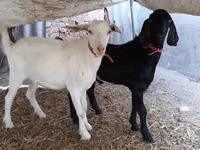 Billy Goat, Nubian Goat — photo 6