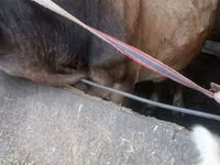 母牛, Alatau breed — 照片 3