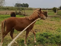 Yegua, Caballos — foto 3