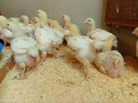 Chickens — Foto 4