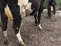 Vaca, Russian Black pied cattle — foto 5