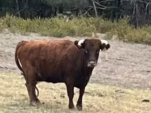 Cow, Dexter