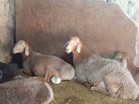Brebis, Afghan Arabi sheep — photo 4