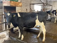 Vache, Race Holstein — photo 7