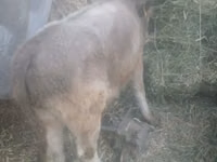 Toro, Raza Auliékol — foto 4