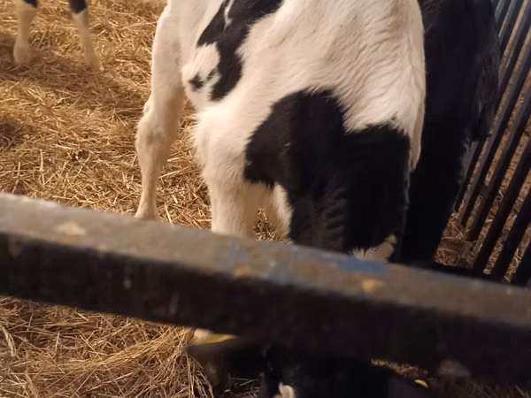 Bulle, Russian Black pied cattle