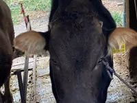 Toro, Ganado vacuno — foto 2