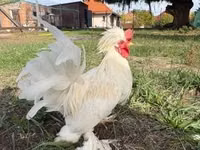 Chickens — फ़ोटो 1