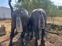 حصان, Percheron — الصورة 8