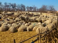 Brebis, Moutons — photo 1