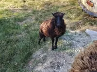Brebis, Ouessant sheep — photo 6