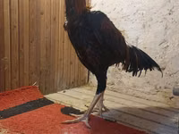 Chickens — फ़ोटो 4