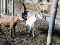 Chèvre, Nubian Goat — photo 1