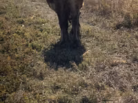 Vache, Race Alatauskaya — photo 5