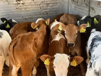 Rinder (Partie, Geschlecht nicht angegeben), Simmental cattle — Foto 1
