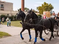 Horse (M), Nonius horse — photo 2