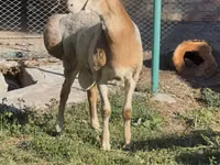 मेढ़ा, Arashan sheep — फ़ोटो 4