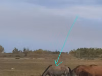 Mare, Priob horse — photo 1