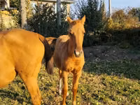 Chevaux (lot, sexe non indiqué), Thoroughbred horse — photo 2