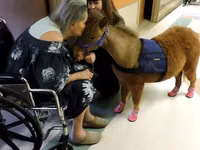 Stute, Miniature horse — Foto 3