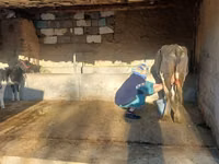 Vaca, Latvian Blue cattle — foto 2