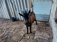 Boucs, Italian Alpine goat — photo 4