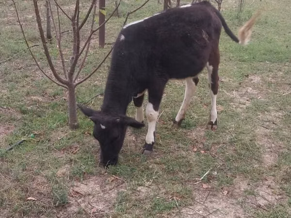 母牛, Swedish red cattle