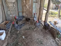 Chickens — photo 3