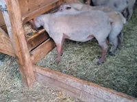 Carnero, Rouge de l’Ouest sheep — foto 1