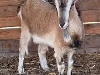 母山羊, West African dwarf goats — 照片 3