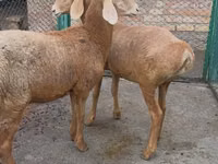 भेड़, Arashan sheep — फ़ोटो 1