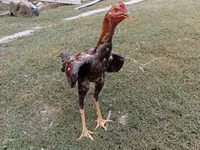 Chickens — foto 3