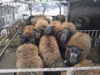 Brebis, Texel sheep — photo 2