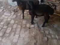 Ziegenbock, Ziegen — Foto 2