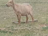 Ziegenbock, Alpine goat — Foto 1