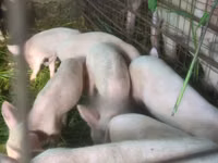 Porcs (lot, sexe non indiqué), Porcs — photo 1