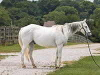 Hengst, National Show Horse — Foto 1